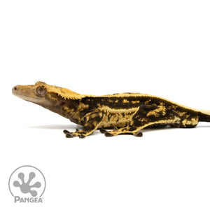 Male Quadstripe Crested Gecko Cr-2448 facing left