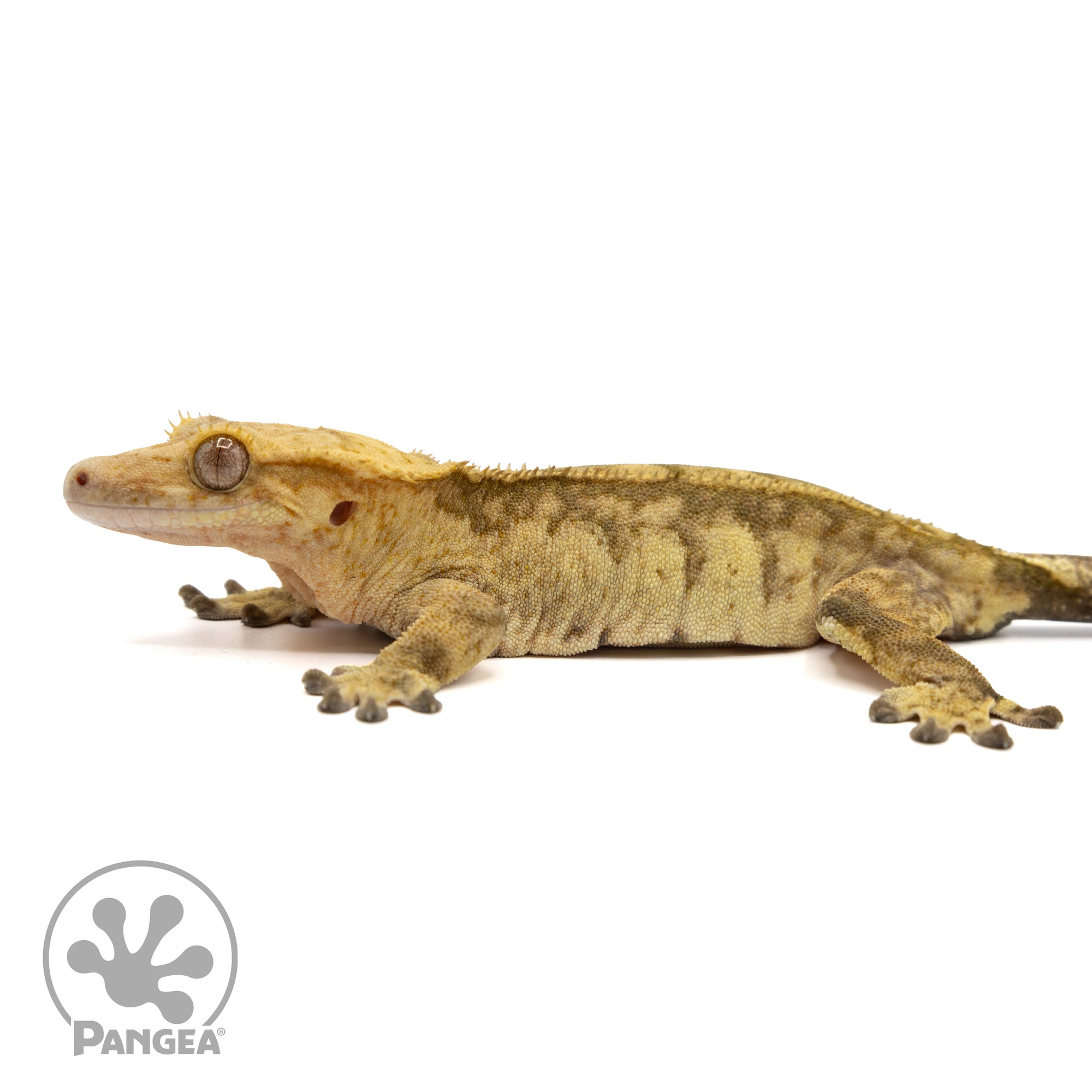 Female Tiger Crested Gecko Cr-2449 facing left