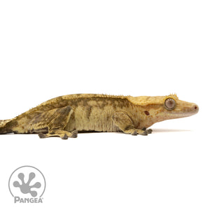 Female Tiger Crested Gecko Cr-2449 facing right