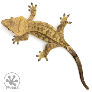 Female Tiger Crested Gecko Cr-2449 from above