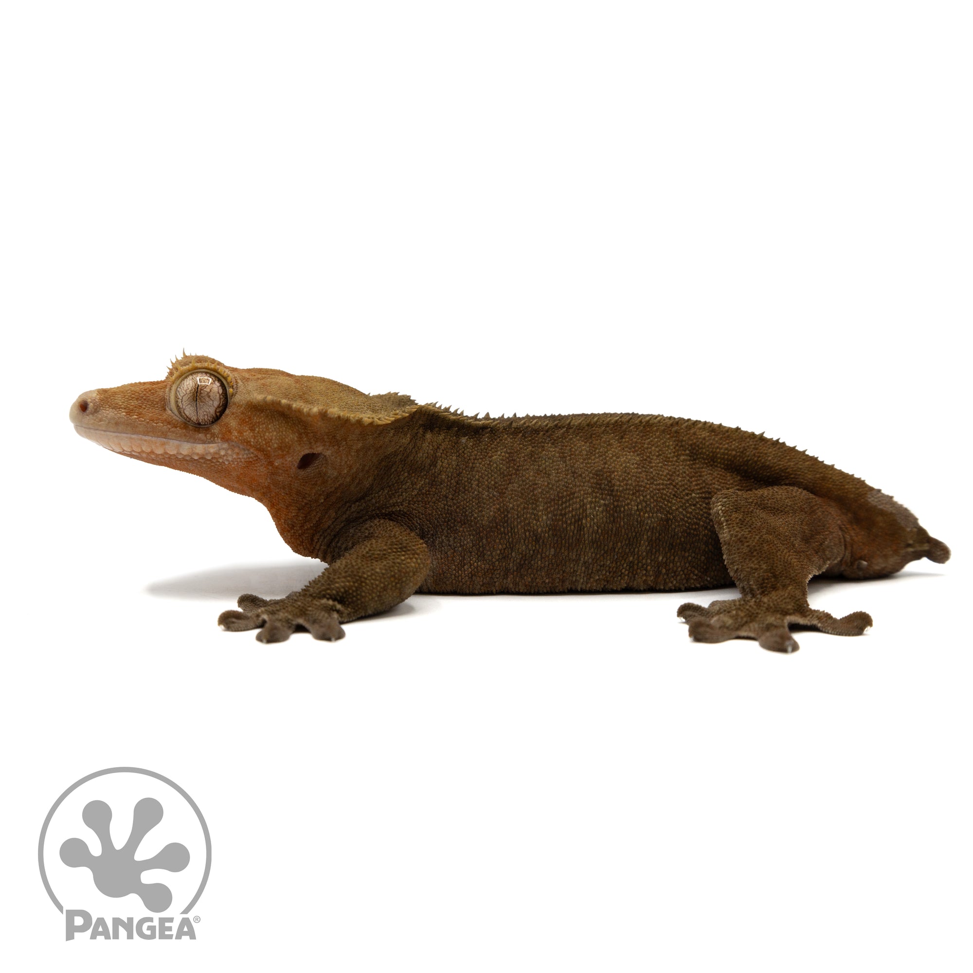 Male Dark Patternless Crested Gecko Cr-2450 facing left