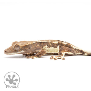 Juvenile Frappuccino Crested Gecko Cr-2451 facing left