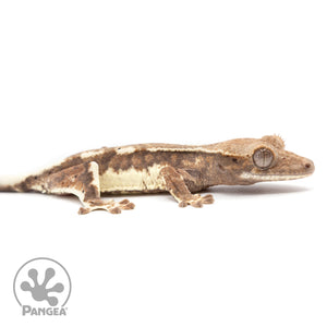 Juvenile Frappuccino Crested Gecko Cr-2451 facing right