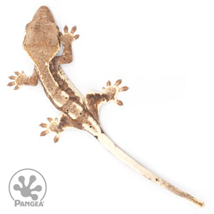 Juvenile Frappuccino Crested Gecko Cr-2451 from above