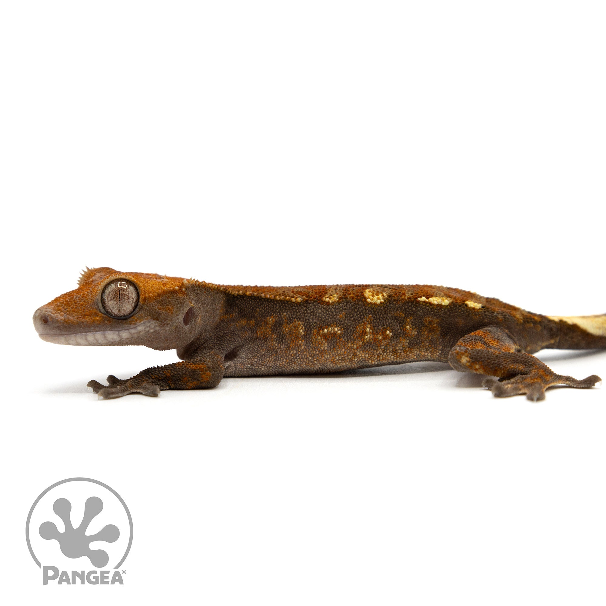 Juvenile Cappuccino Crested Gecko Cr-2452 Facing left