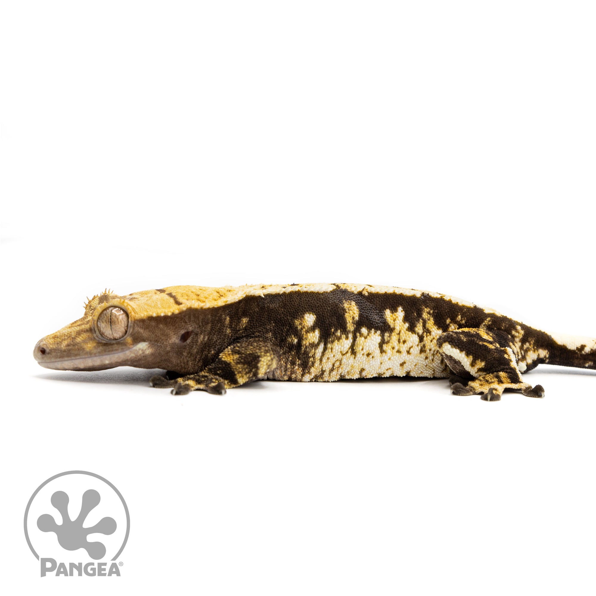 Female Extreme Tricolor Crested Gecko Cr-2455 facing left