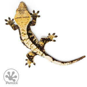 Female Extreme Tricolor Crested Gecko Cr-2455 from above