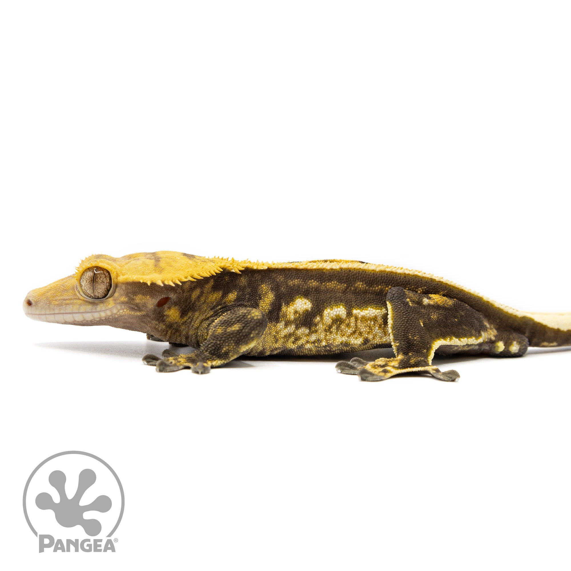 Male Quadstripe Crested Gecko Cr-2456 facing left