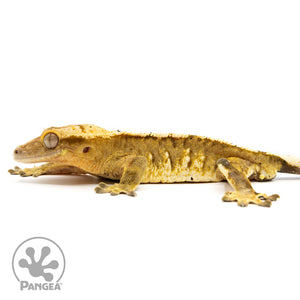 Male Harlequin Dalmatian Crested Gecko Cr-2457 facing left