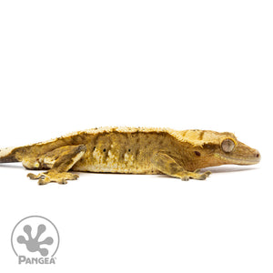 Male Harlequin Dalmatian Crested Gecko Cr-2457 facing right