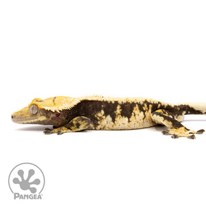 Male Extreme Tricolor Crested Gecko Cr-2458 facing left