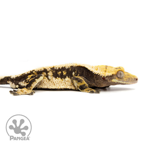 Male Extreme Tricolor Crested Gecko Cr-2458 facing right