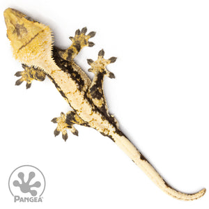 Male Extreme Tricolor Crested Gecko Cr-2458 from above