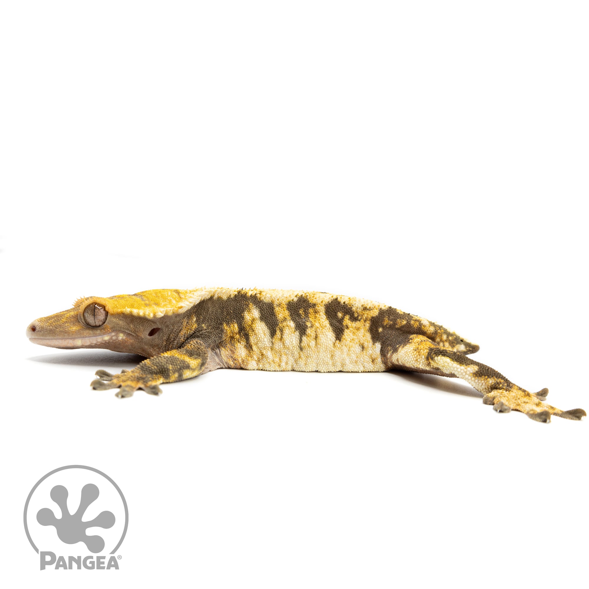 Female Extreme Tricolor Crested Gecko Cr-2462 facing left