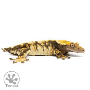 Female Extreme Tricolor Crested Gecko Cr-2462 facing right