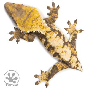 Female Extreme Tricolor Crested Gecko Cr-2462 from above