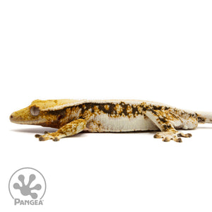 Male Lilly White Tricolor Crested Gecko Cr-2466 facing left