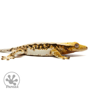 Male Lilly White Tricolor Crested Gecko Cr-2466 facing right