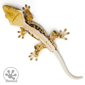 Male Lilly White Tricolor Crested Gecko Cr-2466 from above