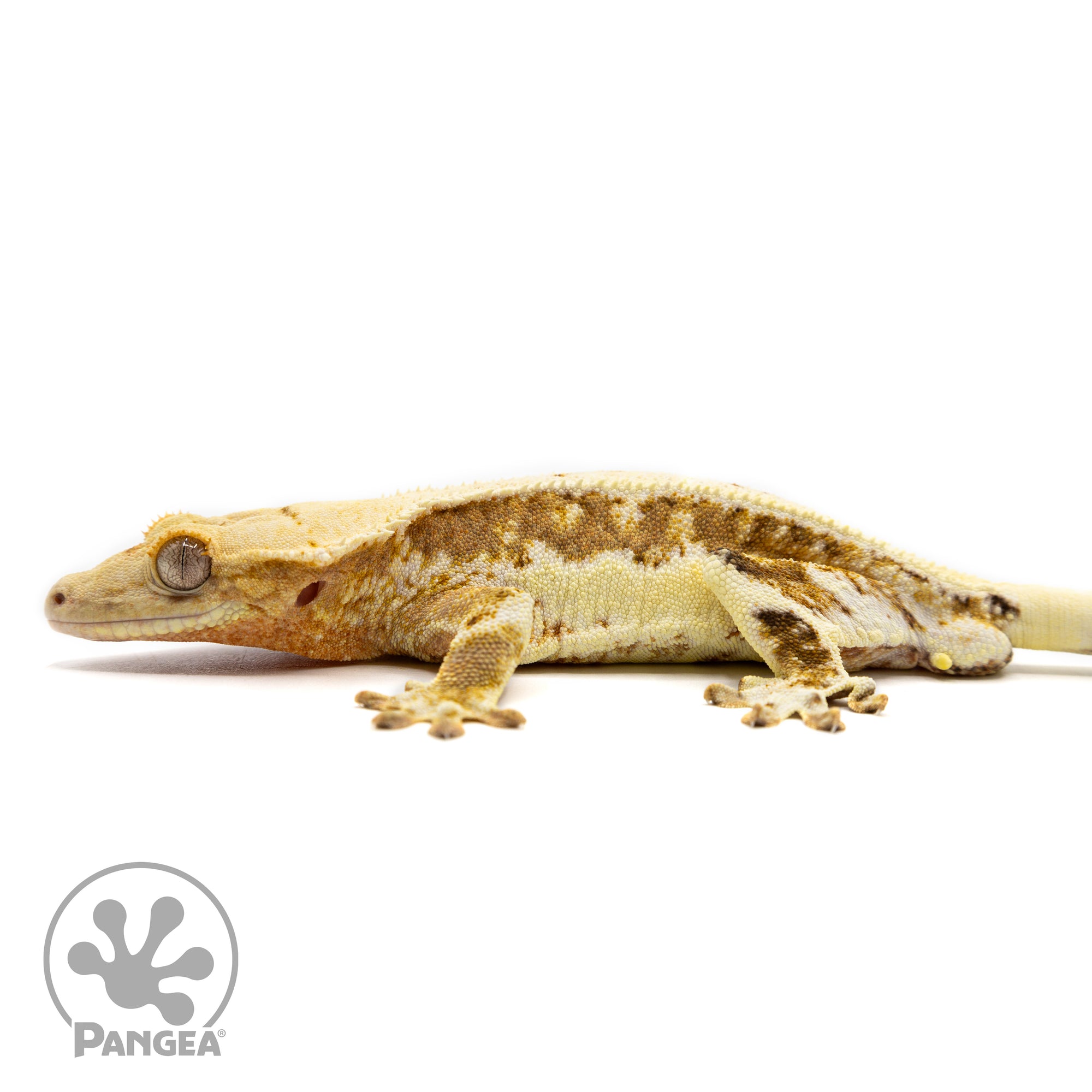 Male Orange Lilly White Crested Gecko Cr-2467 facing left