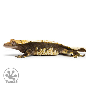 Female Harlequin Crested Gecko Cr-2470 facing left