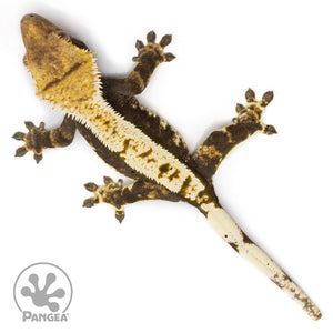  Female Harlequin Crested Gecko Cr-2470 from above