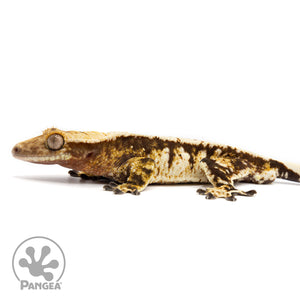 Male Extreme Harlequin Crested Gecko Cr-2471 facing left