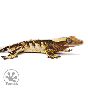 Male Extreme Harlequin Crested Gecko Cr-2471 facing right 