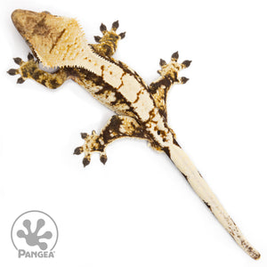 Male Extreme Harlequin Crested Gecko Cr-2471 from above