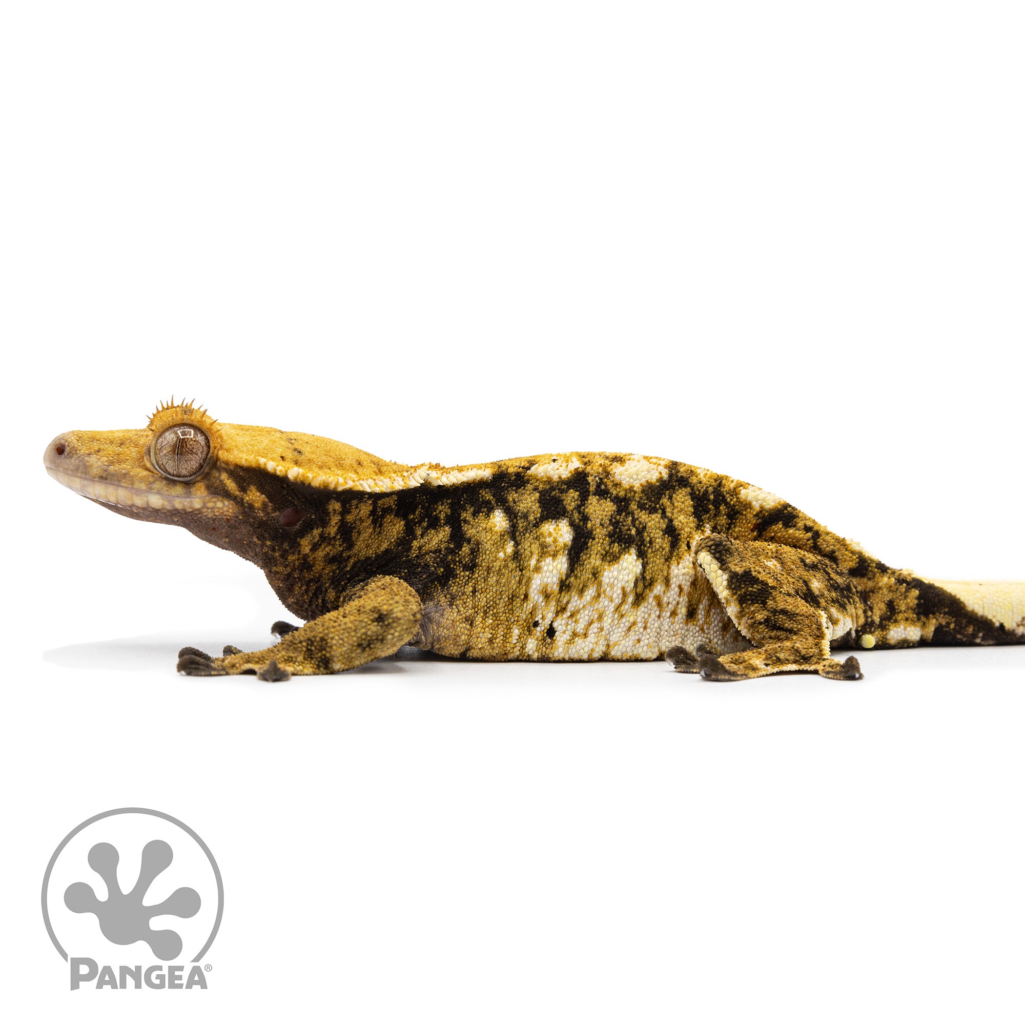 Female Tricolor XXX Crested Gecko Cr-2472 facing left