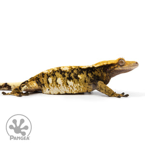 Female Tricolor XXX Crested Gecko Cr-2472 facing right