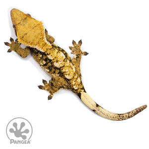 Female Tricolor XXX Crested Gecko Cr-2472 from above