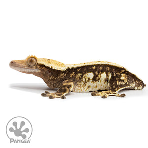 Female Extreme Harlequin Crested Gecko Cr-2474 facing left