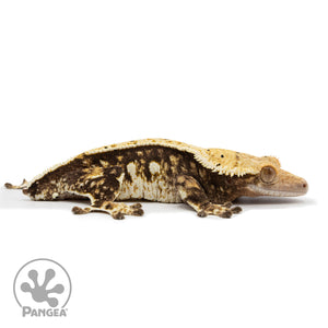 Female Extreme Harlequin Crested Gecko Cr-2474 facing right