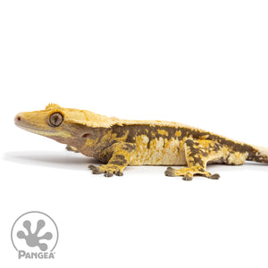 Male Tricolor Pinstripe Crested Gecko Cr-2475 facing left