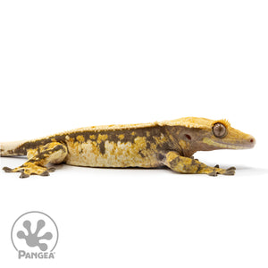 Male Tricolor Pinstripe Crested Gecko Cr-2475 facing right