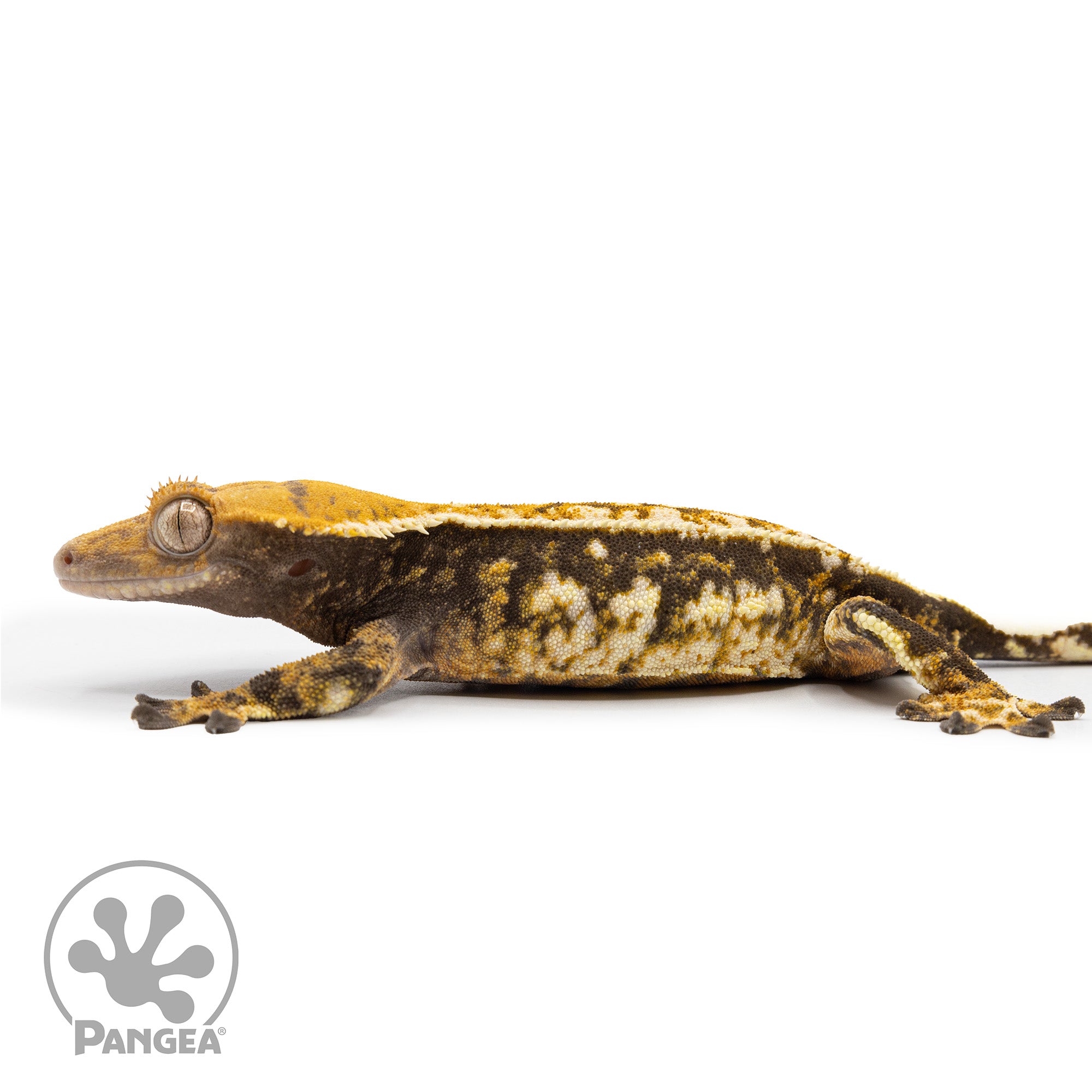 Female Extreme Tricolor Crested Gecko Cr-2476 facing left