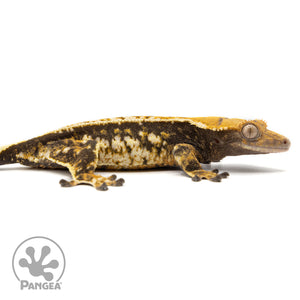 Female Extreme Tricolor Crested Gecko Cr-2476 facing right