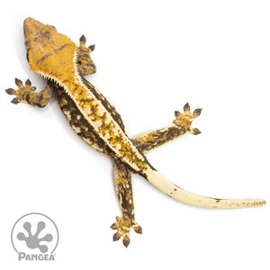 Female Extreme Tricolor Crested Gecko Cr-2476 from above