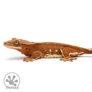 Female Red Phantom Crested Gecko Cr-2478 facing left