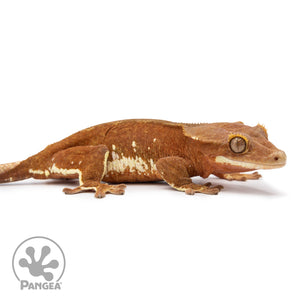 Female Red Phantom Crested Gecko Cr-2478 facing right