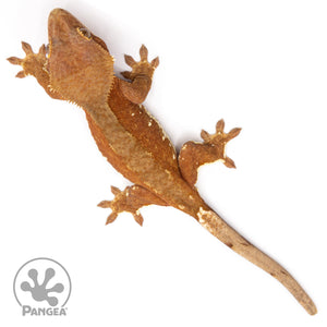 Female Red Phantom Crested Gecko Cr-2478 from above