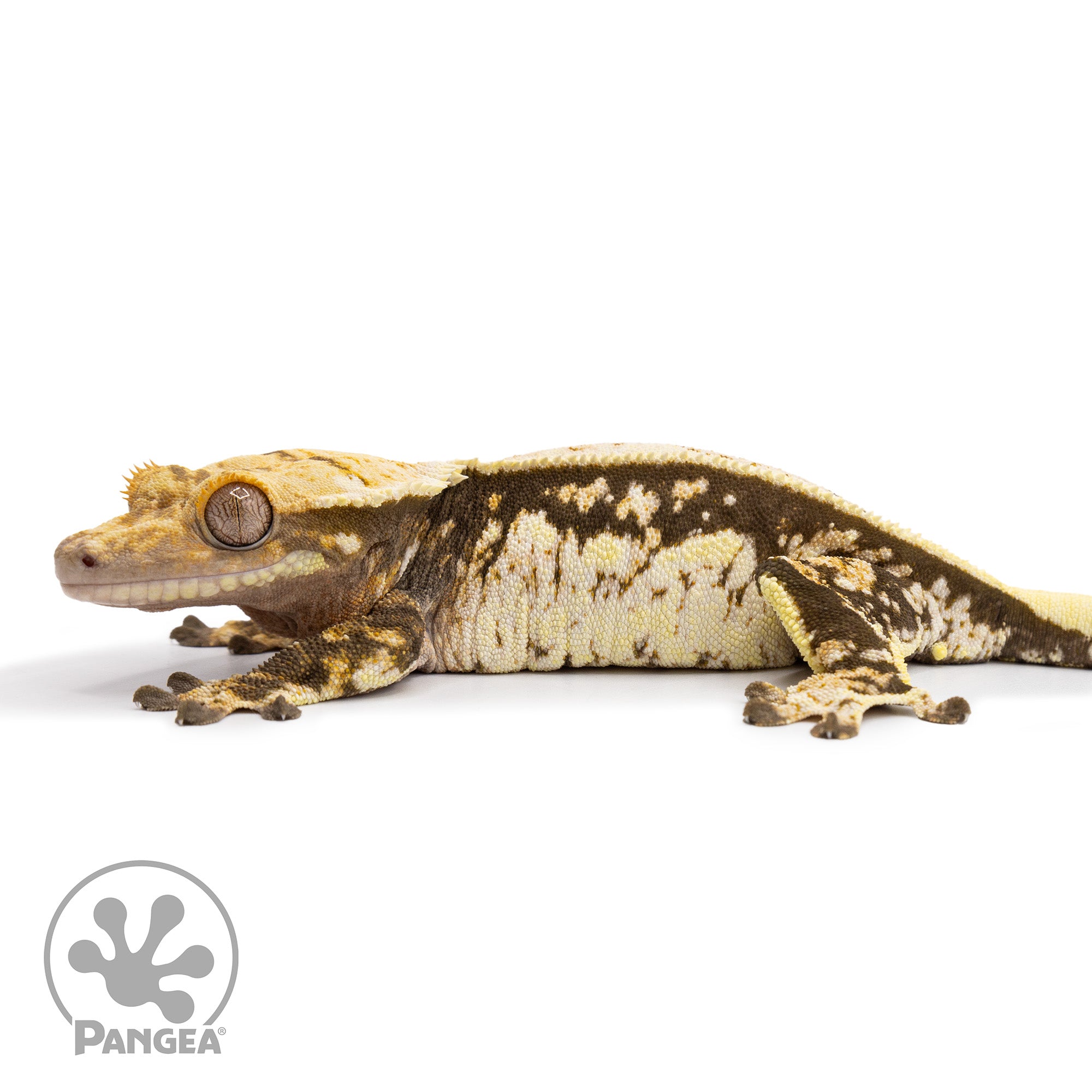 Female White Wall Crested Gecko Cr-2479 facing left