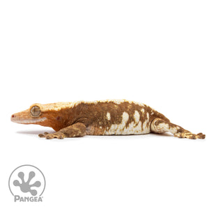 Female Red Harlequin Crested Gecko Cr-2481 facing left