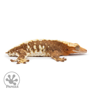 Female Red Harlequin Crested Gecko Cr-2481 facing right