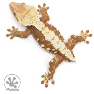 Female Red Harlequin Crested Gecko Cr-2481 from above