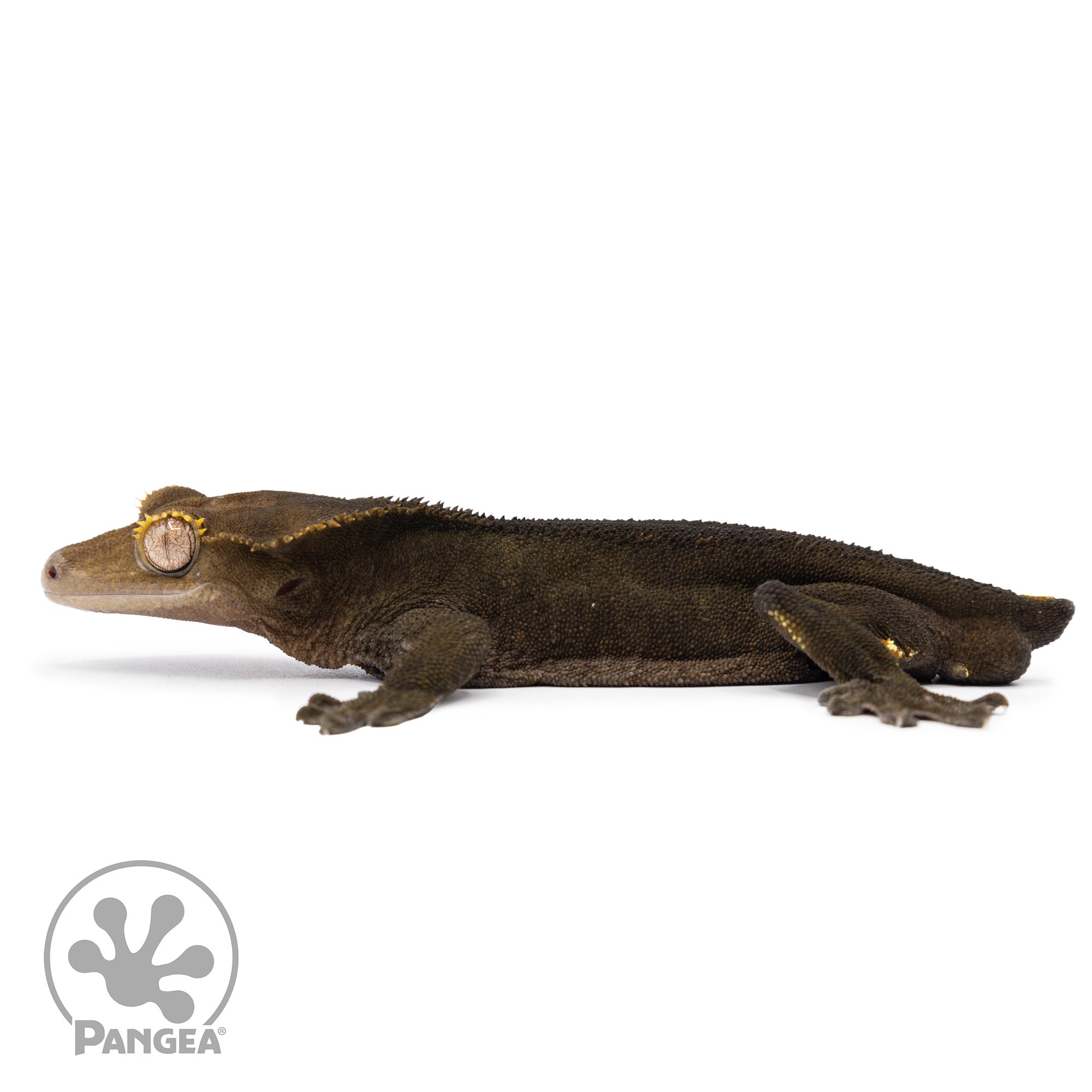 Male OG Noir Crested Gecko Cr-2482 facing left