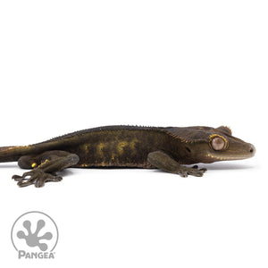 Male Black Phantom Crested Gecko Cr-2483 facing right