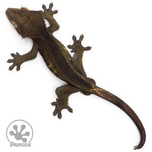 Male Black Phantom Crested Gecko Cr-2483 from above