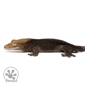 Male OG Noir Crested Gecko Cr-2486 facing left